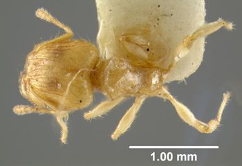 Media type: image; Entomology 8694   Aspect: habitus dorsal view